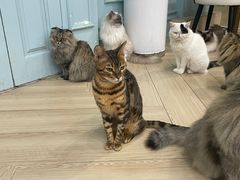 -安格丽娜·狗咖·猫咖羊驼咖(春熙路百盛商场店)