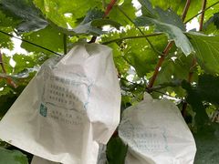 -马陆小张葡萄园农家乐