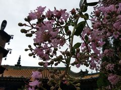 -真庆观