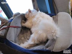 -Babycat私家御饼屋(龙头路一店)