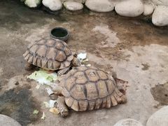 -南宫五洲植物乐园