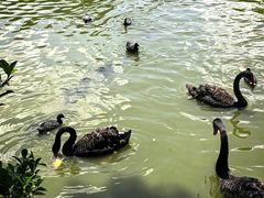-海南热带野生动植物园