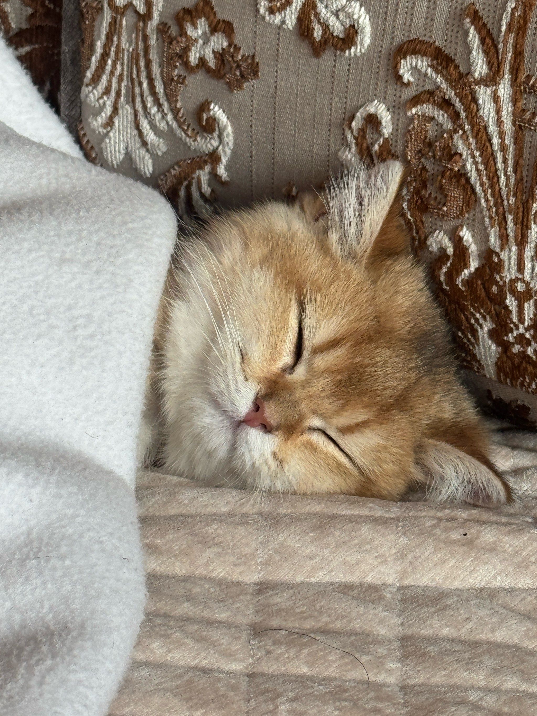 懒猫日记:午睡ing