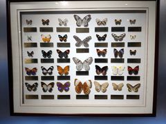 -上海昆虫博物馆