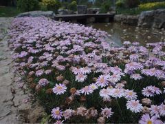 -武清南湖绿博园