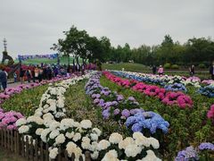 -荷兰花海