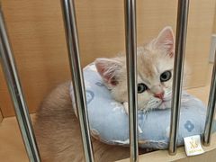 -老吴的猫·猫舍(新区店)