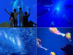 -海合安成都极地海洋公园