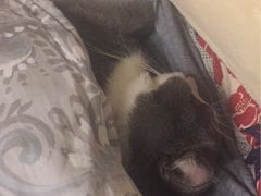 -Bastet sally猫舍购宠(静安店)