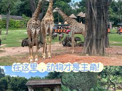 -广州长隆野生动物世界