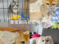 -lincat·猫舍(广州店)