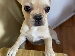 -柴犬高等学院·狗咖·柴犬售卖·宠物训练