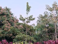 -福田红树林生态公园