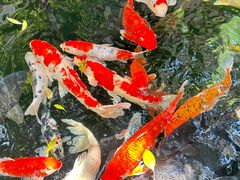 -新世纪大酒楼·30年南海菜