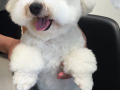 -PETKIT 小佩宠物·低压洗护·美容·寄养(安远店)