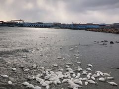 -烟墩角天鹅湖