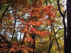 -五女峰国家森林公园