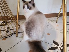 -喵喵咪呀布偶猫咖(春熙路店)
