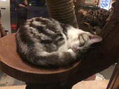 -more than meow吴止猫主题餐厅(承德 中船汇店)