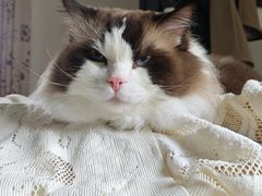 -两淮一绝鸡丝辣汤(交通路店)