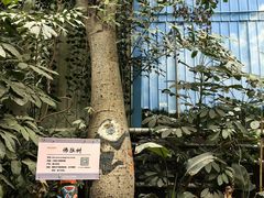 -呀路古热带植物园