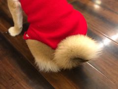 -豆柴町-柴犬主题狗咖(红鼎国际C座店)