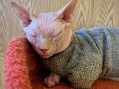 -猫腻·猫咖·撸猫馆(星光大道店)