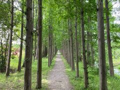 -上海长兴岛郊野公园