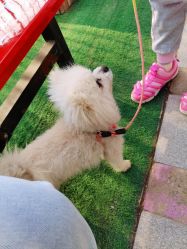 -萌宠亲子动物乐园(槐房万达店)