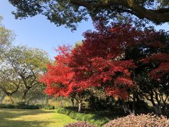 -西湖外事游船(花港观鱼码头)