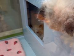 -FAELING PETS美天灵宠物(合生汇店)