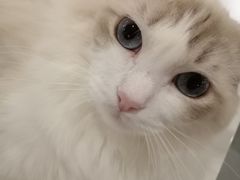 -飞行喵MR PILOT|猫舍·猫咖(静安大融城店)