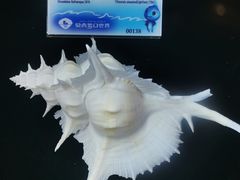 -贝壳梦幻世界