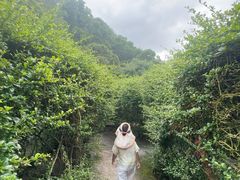 -大屏嶂森林公园