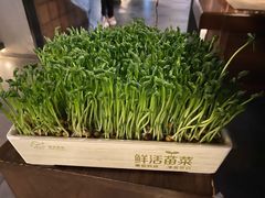活豆苗-湊湊火锅·茶憩(上海合生汇店)