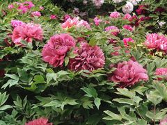 -莲花池公园