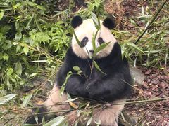 -都江堰中华大熊猫苑