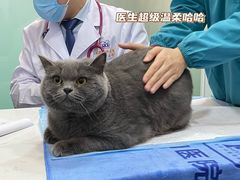 -pd派德宠物中心医院24H急重症·眼科中心·血液透析中心(嵩山北路店)