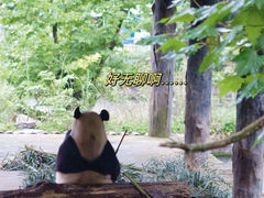 -中国大熊猫保护研究中心雅安碧峰峡基地