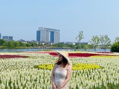 -杭州湾海上花田景区