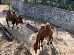 -石家庄市动物园