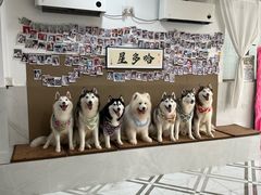 -星多哈·狗咖·拼豆·咖啡