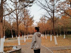 -丁香湖公园