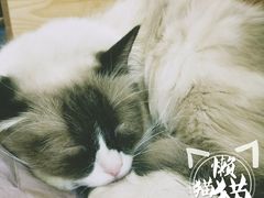 -猫色咖啡·猫咖