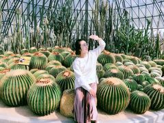 -深圳仙湖植物园-停车场