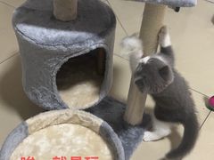 -小猫来了·猫舍(红山六九七九店)