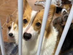 -柯斗斗主题餐厅·狗咖·围炉煮茶·茶饮(国瑞升平里店)