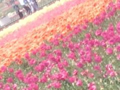 -荷兰花海