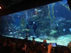 -暹罗海洋世界