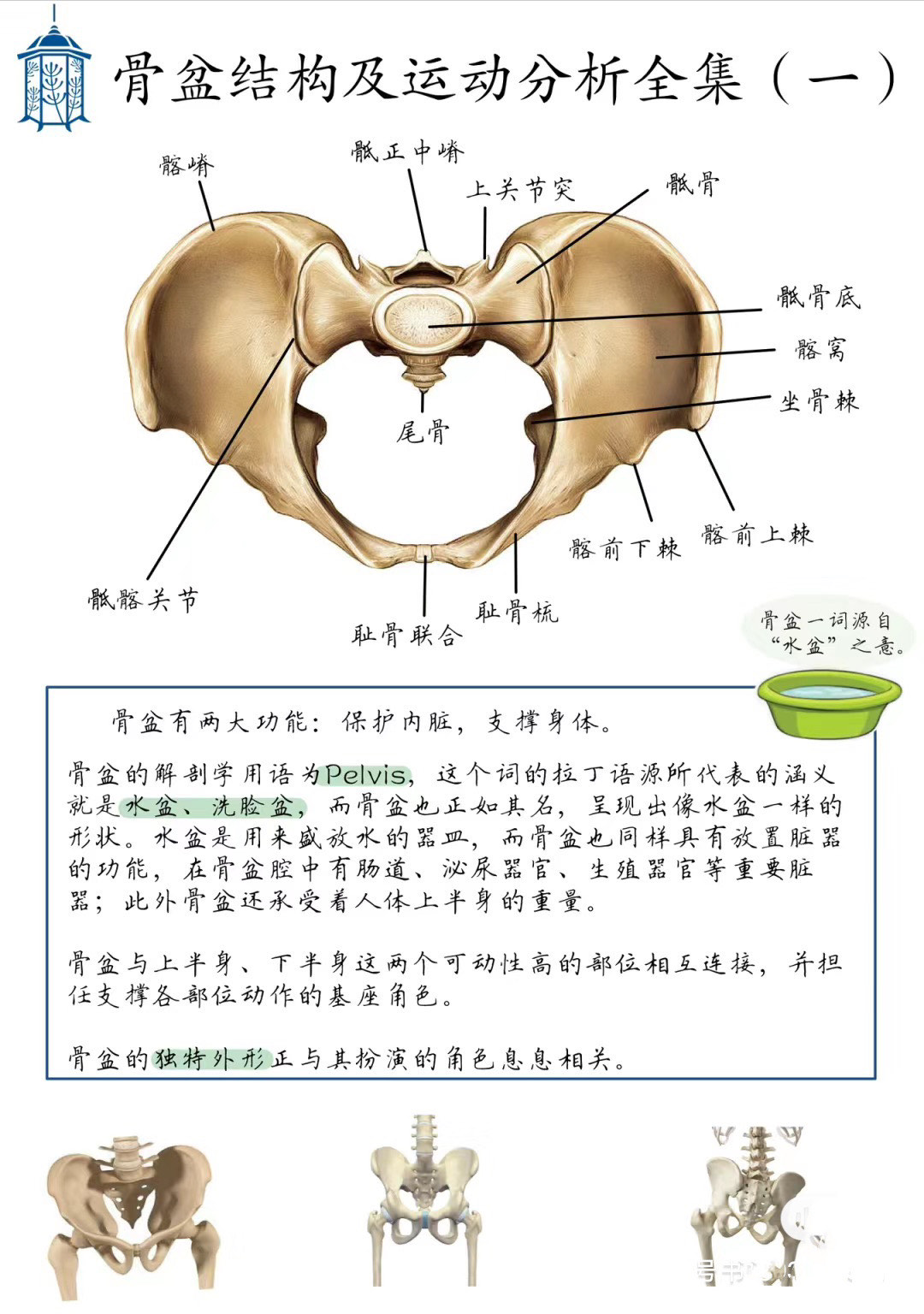 本期先从骨盆的形状和骨骼结构开始介绍